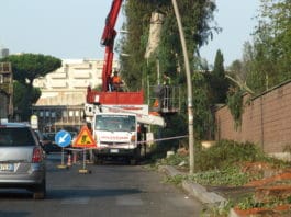 Nettuno-Motoseghe in azione su via Diaz, abbattuti decine di platani