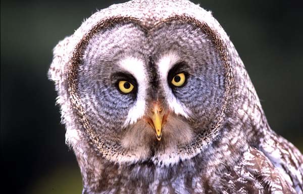 Riserva di Tor Caldara by night: alla scoperta dei rapaci notturni