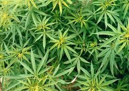 Aprilia- Controlli antidroga arrestate tre persone