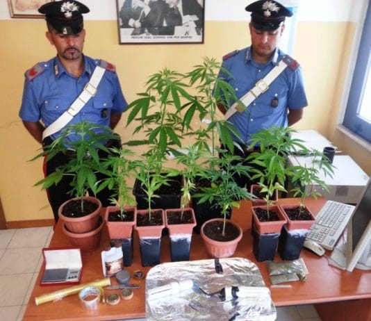 Anzio- Arrestata coppia di coltivatori diretti di marijuana