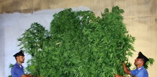 Tor San Lorenzo- Arrestato pensionato che coltivava marijuana nell’orto