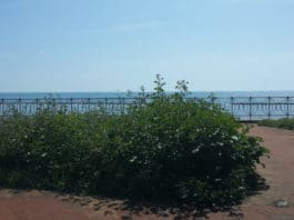 Nettuno- Largo De Franceschi, vista… erba