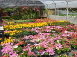 Campoverde, ruba vasi e fiori per 400 euro: 47enne in manette