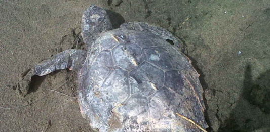 Moria di delfini e tartarughe marine, il mistero continua