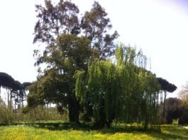 Nettuno, il degrado fiorisce al Parco Palatucci