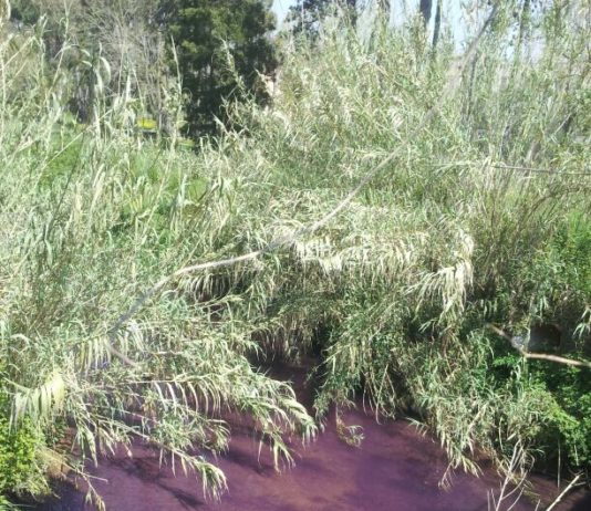 Nettuno. Sindaco e Assessore, quanto ancora dovremo convivere con l’inquinamento del Loricina?