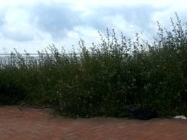 Largo De Franceschi, giardinetti sempre più “in fiore”