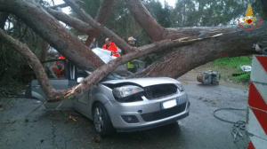 albero su auto