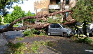 albero velletri