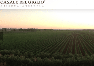 I vigneti Casale del Giglio