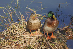 germano-reale-coppia-anas-platyrhynchos