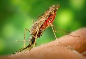 zanzara_malaria_pixabay_thumb660x453