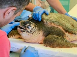 Zoomarine salva tre tartarughe, oggi ad Anzio tornano in mare le prime due