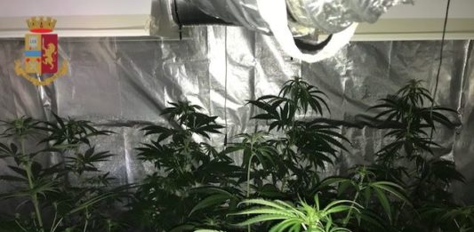 Coltivava piante di marijuana in “garage”, arrestato a Fiumicino