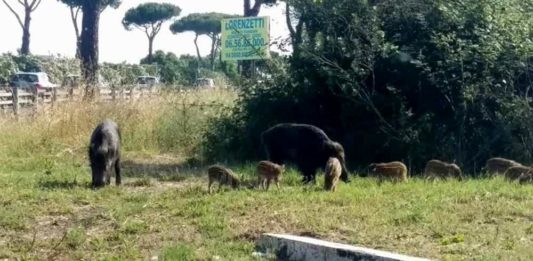Cinghiali pascolano nei quartieri della capitale. Santori: “Immobilismo della Regione”