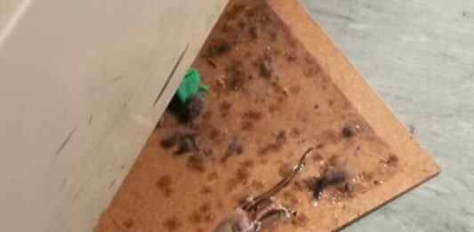 Topi al Trafelli, il video girato dalla Rete degli Studenti