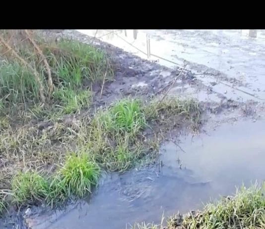 Nettuno. Biagio Paolini FIDC: liquami di fogna nel bosco dell’Armellino