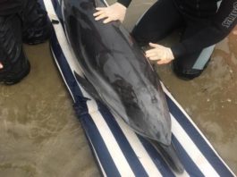 Delfino spiaggiato a Lido dei Pini, task force per cercare di salvarlo