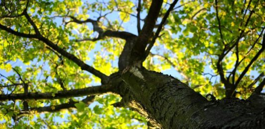 1800 alberi per Aprilia, lunedì al via la piantumazione