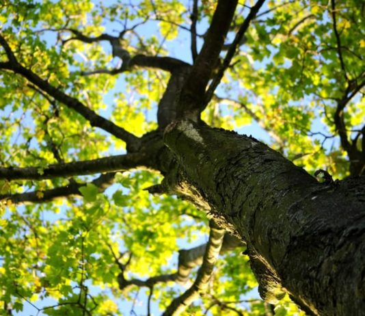 1800 alberi per Aprilia, lunedì al via la piantumazione