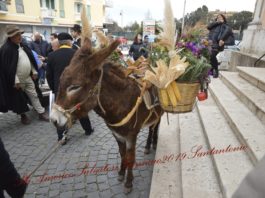 Nettuno, benedetti gli animali per la festa di Sant’Antonio