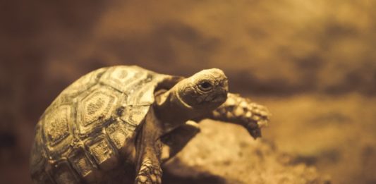 Così “la Tartaruga disse a la Lucertola” …