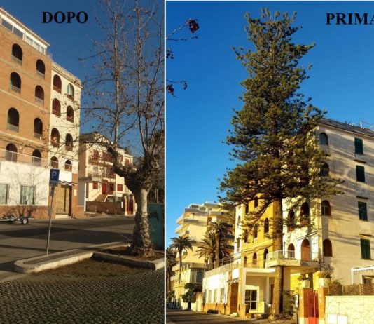 Anzio, scompare l’albero “dentro” al palazzo sulla riviera Zanardelli