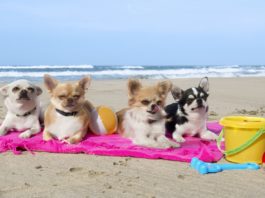 Latina avrà la sua prima Bau Beach