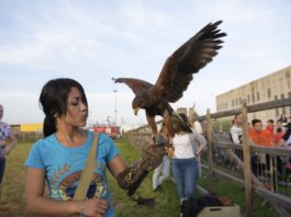 Fiera Campoverde, il kiwi protagonista nel convegno sull’oro verde