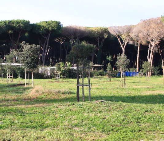 Pineta di Lido dei Pini, sul tavolo intervento di recupero e nuovo parco giochi