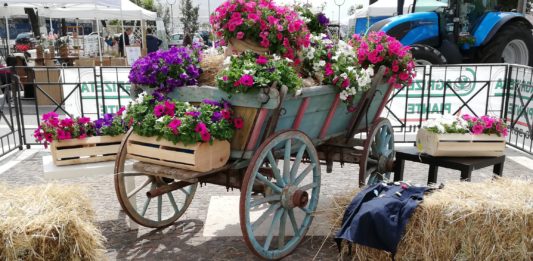 Anzio in fiore, un successo l’evento nel centro storico
