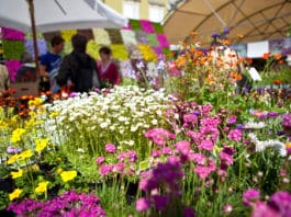 Da venerdì 24 maggio al via la terza edizione di “Anzio in fiore”