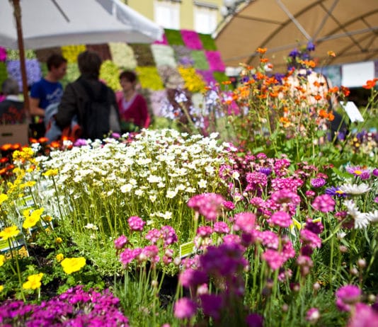 Da venerdì 24 maggio al via la terza edizione di “Anzio in fiore”