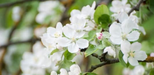 Oggi, 12 maggio, è la festa della mamma…