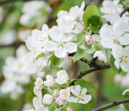 Oggi, 12 maggio, è la festa della mamma…