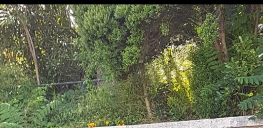 Erba alta e marciapiedi impraticabili ad Anzio centro