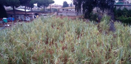 Capannone abbandonato a Lavinio, un cittadino segnala il pericolo incendi