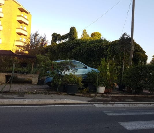 Nettuno. Sbanda e finisce con l’auto nel vivaio Mingardi