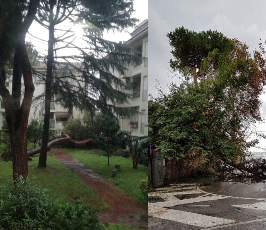Maltempo alberi caduti a Nettuno ed Anzio, super lavoro per i vigili del fuoco