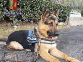 Ares, abbandonato, divenuto poliziotto e ora mascotte del Roma Winner