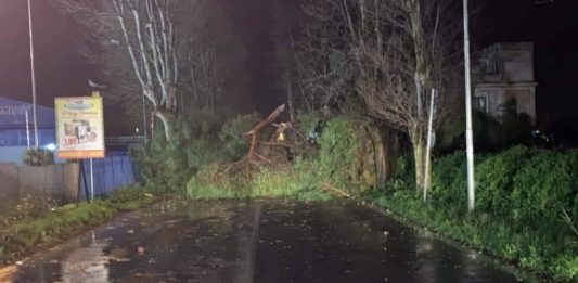 Vento e rischio caduta alberi, i consigli alla popolazione di Anzio sui percorsi sicuri