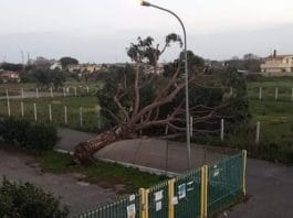 Nettuno, il vento abbatte un albero nella scuola di via Teulada