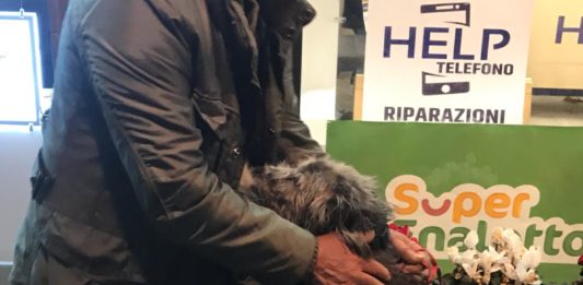 Nettuno. Cane smarrito evita il canile grazie a una commerciante, passata la paura l’animale torna a casa con il padrone