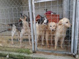 Anzio. UpA: chiede accesso agli atti per il canile Alba dog