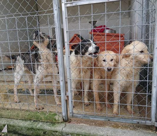 Anzio. UpA: chiede accesso agli atti per il canile Alba dog
