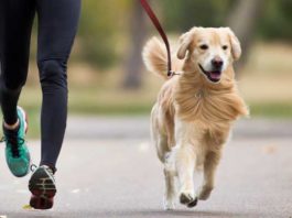 Finalmente anche Anzio avrà un regolamento per il benessere e la tutela degli animali
