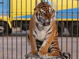 Nettuno. Niente circhi con gli animali, deliberato il divieto di attendamento sul territorio comunale