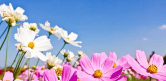 La poesia dell’autrice irlandese Kathleen O’Meara che sembra scritta per noi