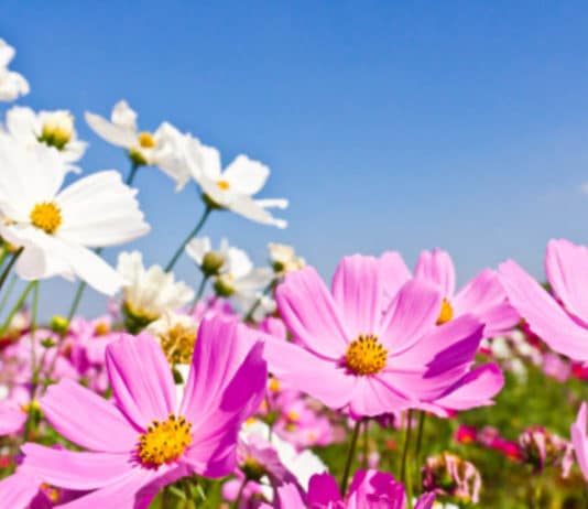 La poesia dell’autrice irlandese Kathleen O’Meara che sembra scritta per noi
