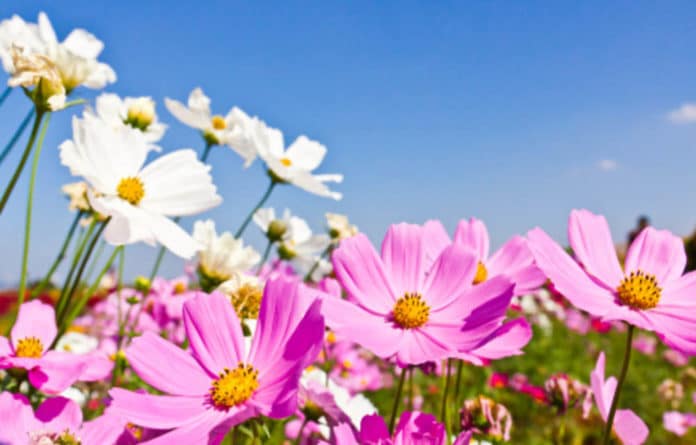 primavera